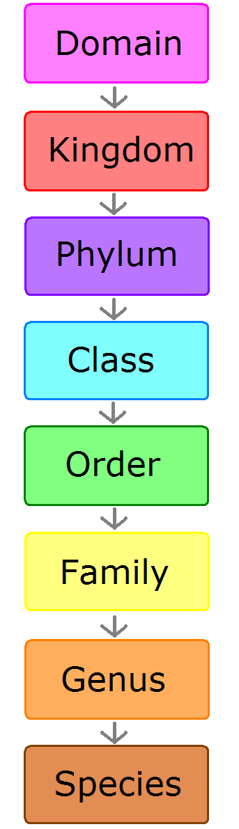 Practice Classification Systema – Thought Butter